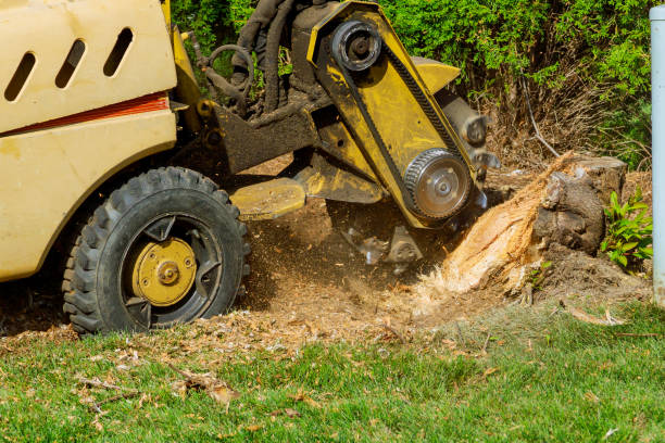 Trusted Navajo, NM Tree Service Experts